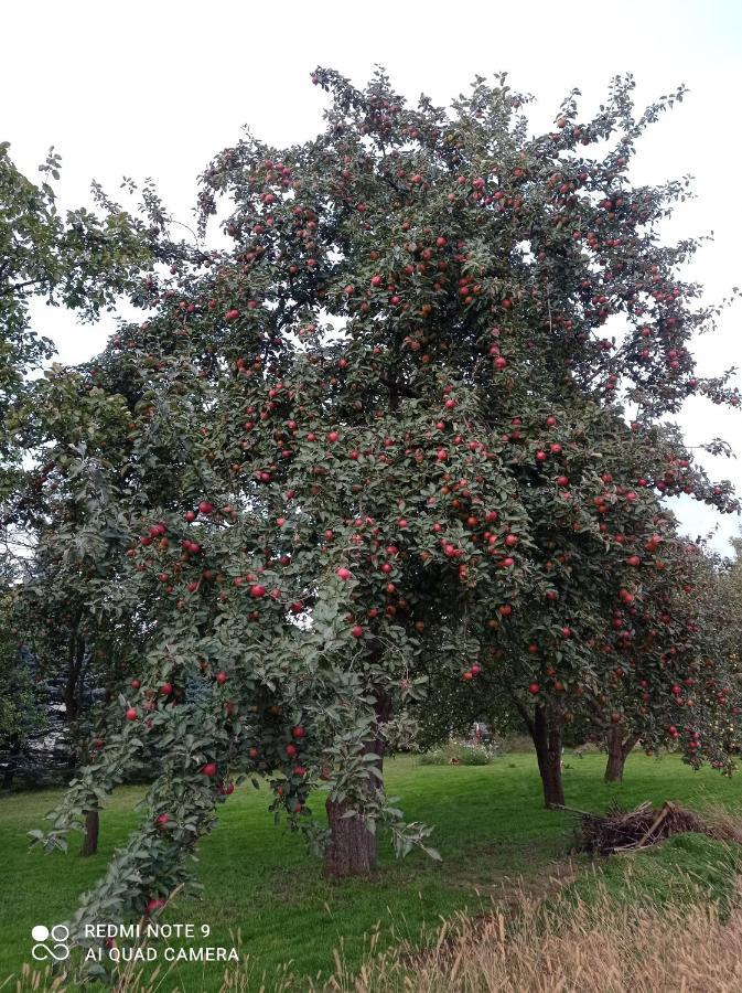 Roze I Jablonie Agroturystyka Gryfów Śląski Exteriör bild